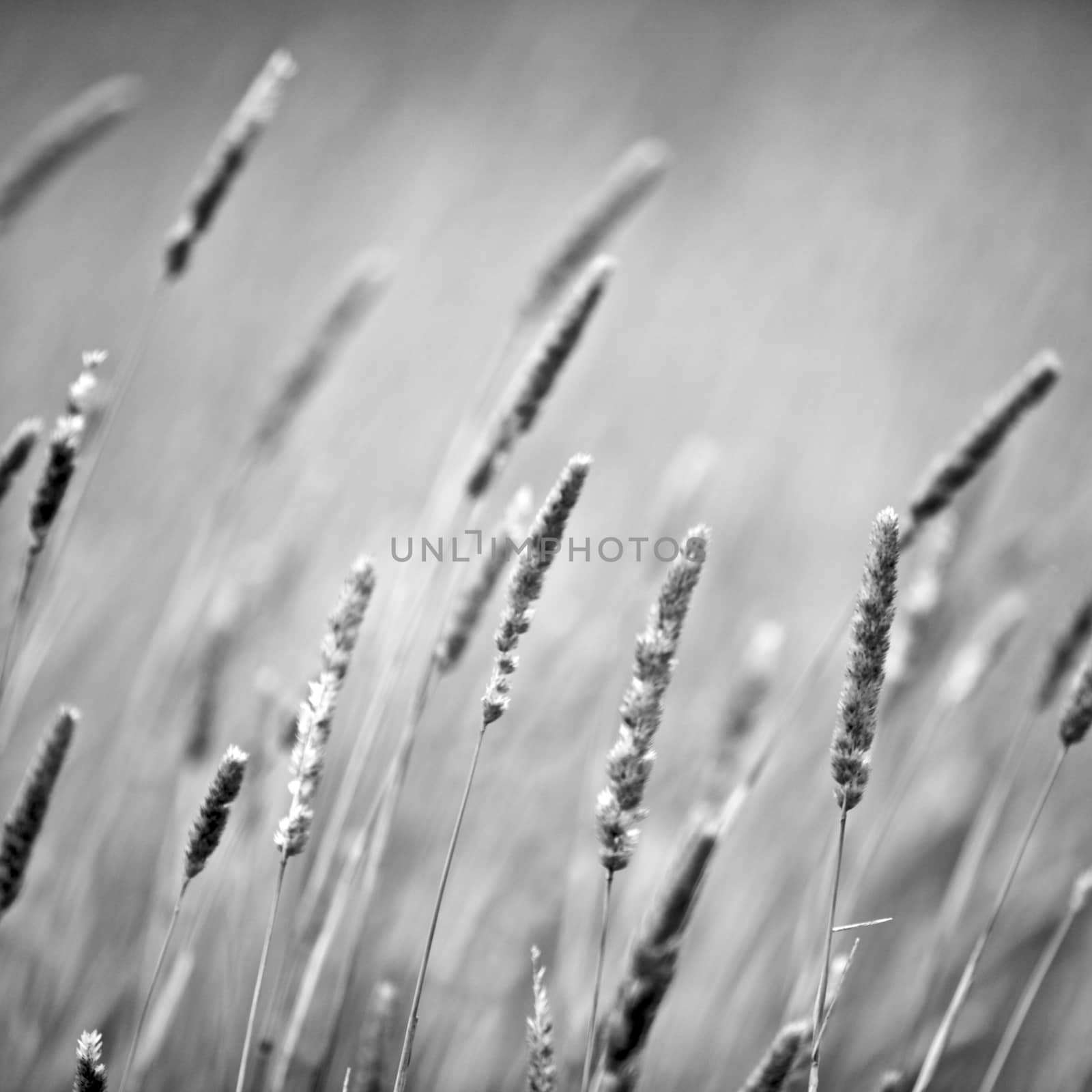 Breeze through the reeds, rural setting