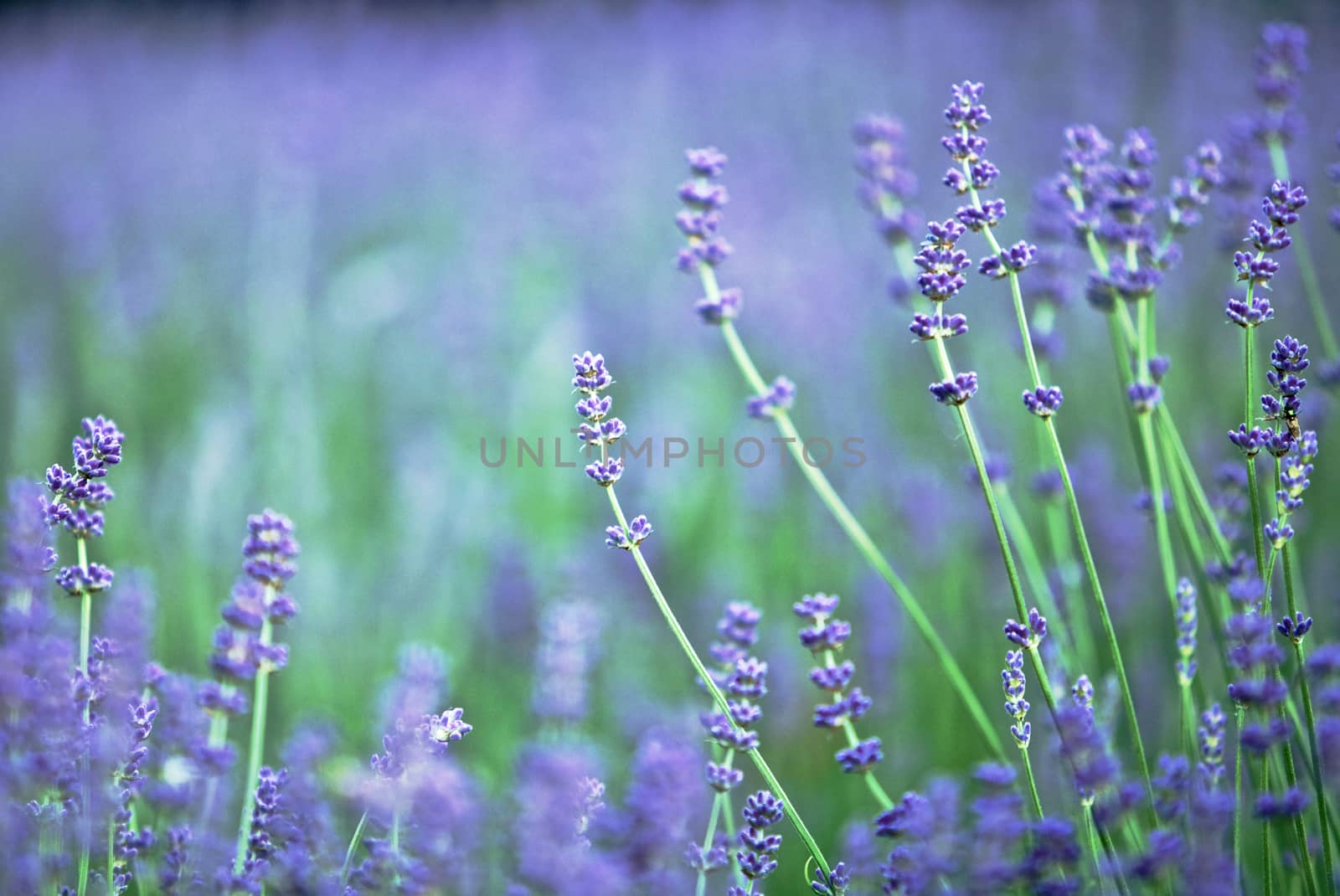 Lavender Flowers in a Field