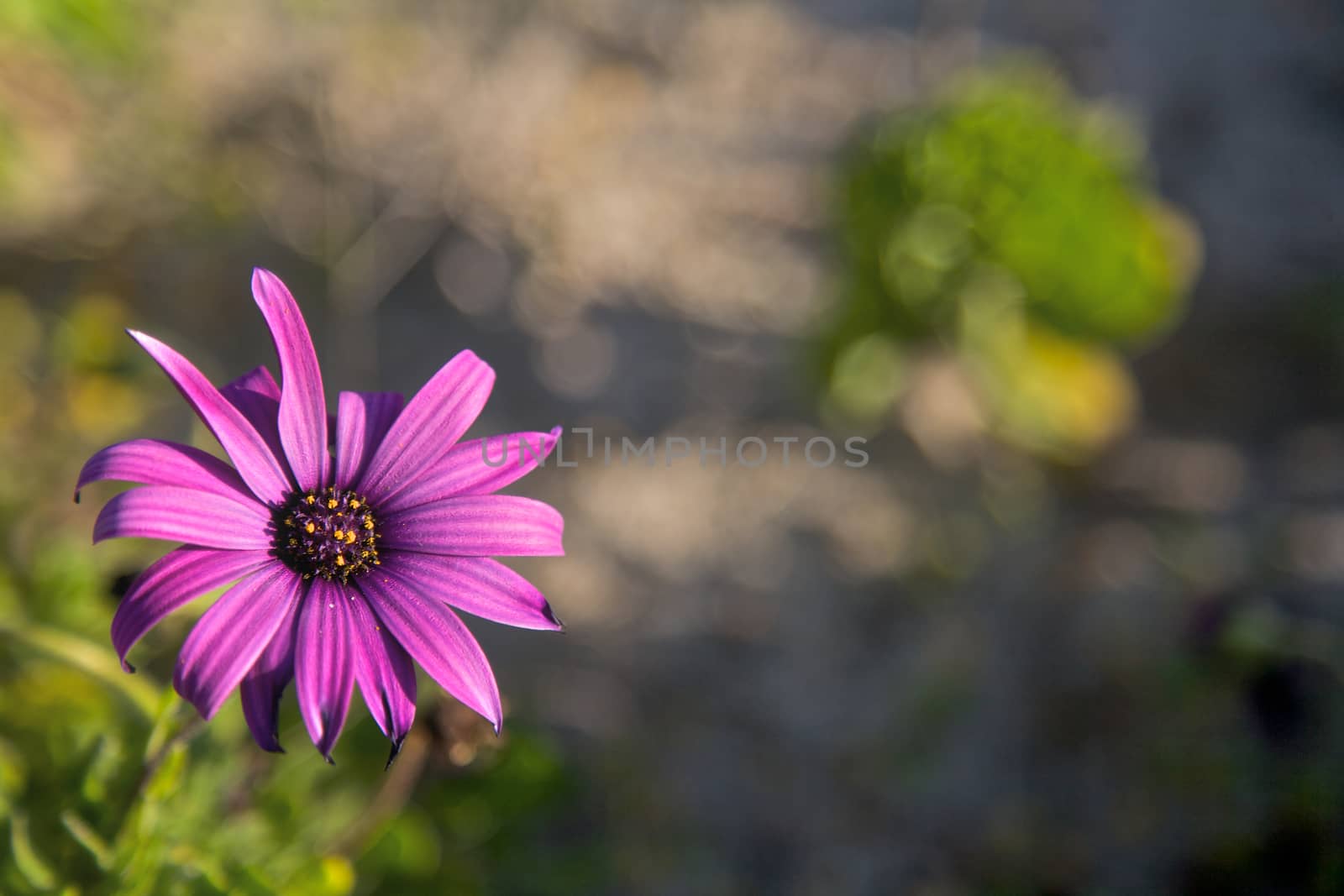 Purple Flower by instinia