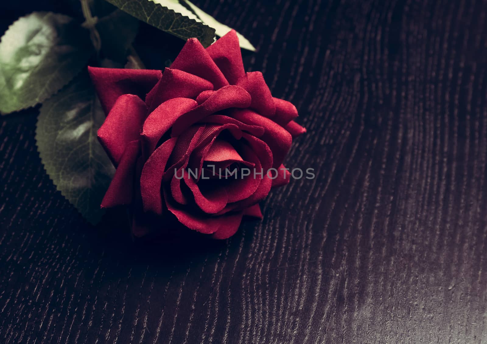 velvet red rose on wood table, vintage style, valentine day and love concept 