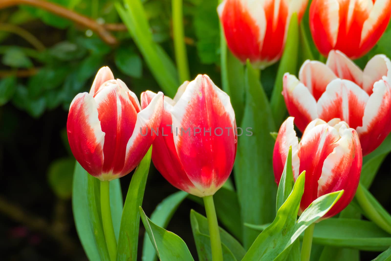 Tulip. Beautiful bouquet of tulips. colorful tulips. tulips in spring,colourful tulip