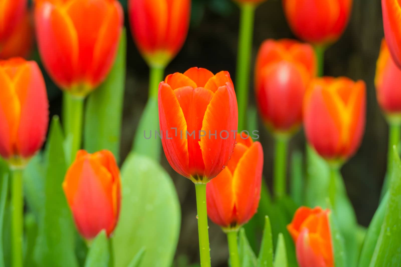 Tulip. Beautiful bouquet of tulips. colorful tulips. tulips in spring,colourful tulip