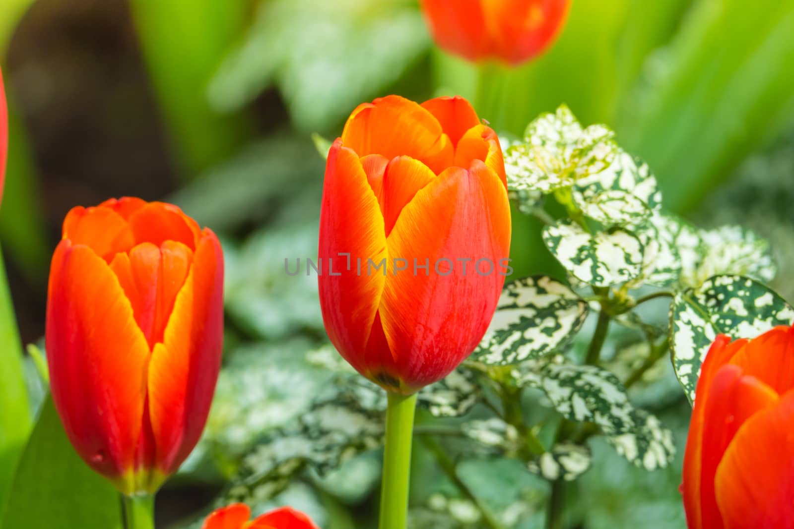 Tulip. Beautiful bouquet of tulips. colorful tulips. tulips in spring,colourful tulip