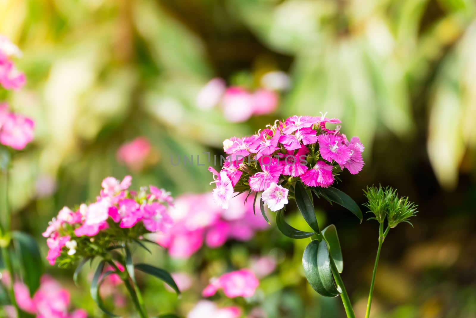 The background image of the colorful flowers by teerawit