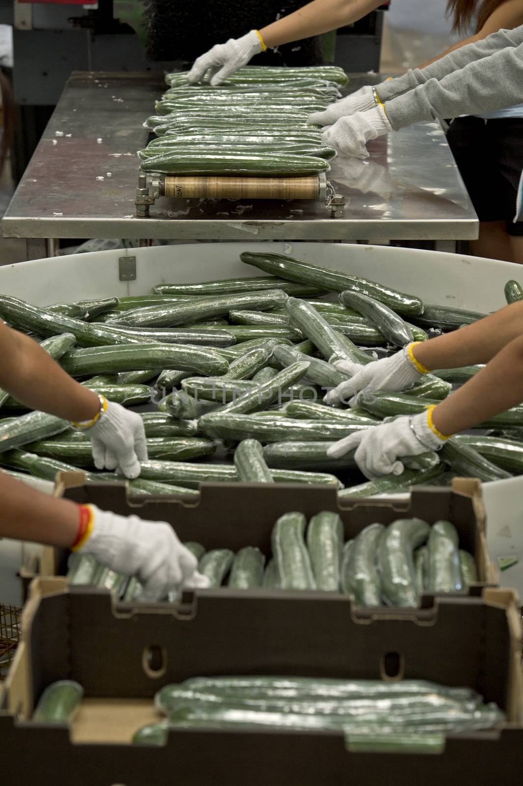Processing cucumbers in the factory ready for transport to markets and shops