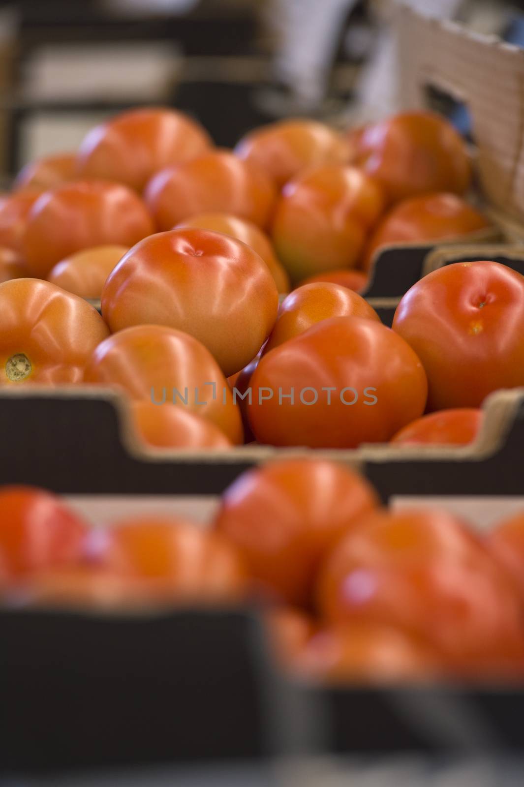 Fresh Tomatoes in the factory packaged and boxed ready for transportation to the market