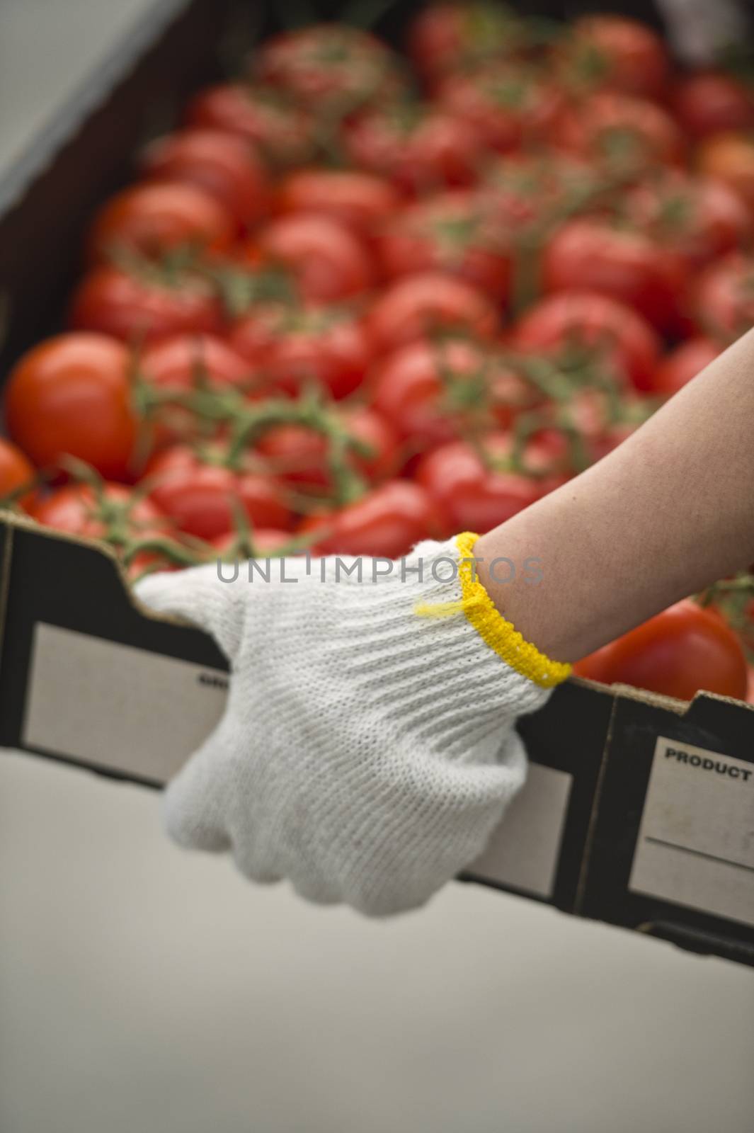 Fresh Tomatoes in the factory packaged and boxed ready for transportation to the market