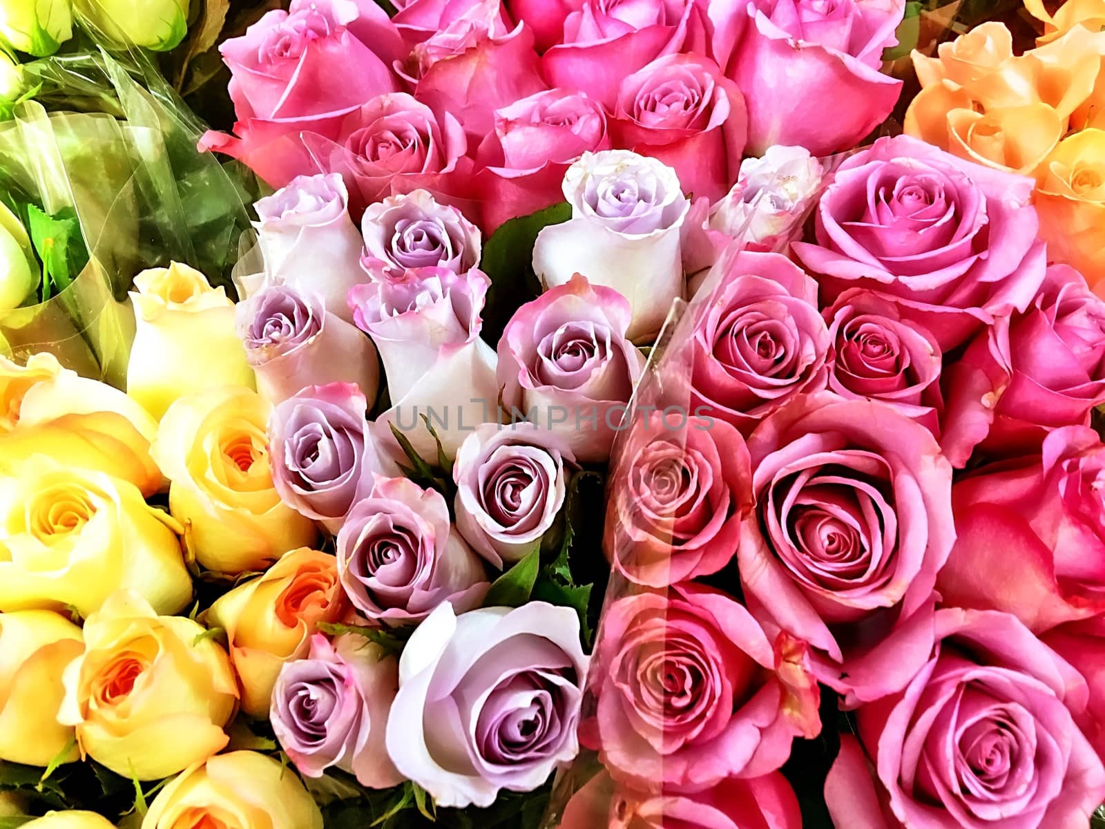 fresh and colorful roses for your love one by Timmi