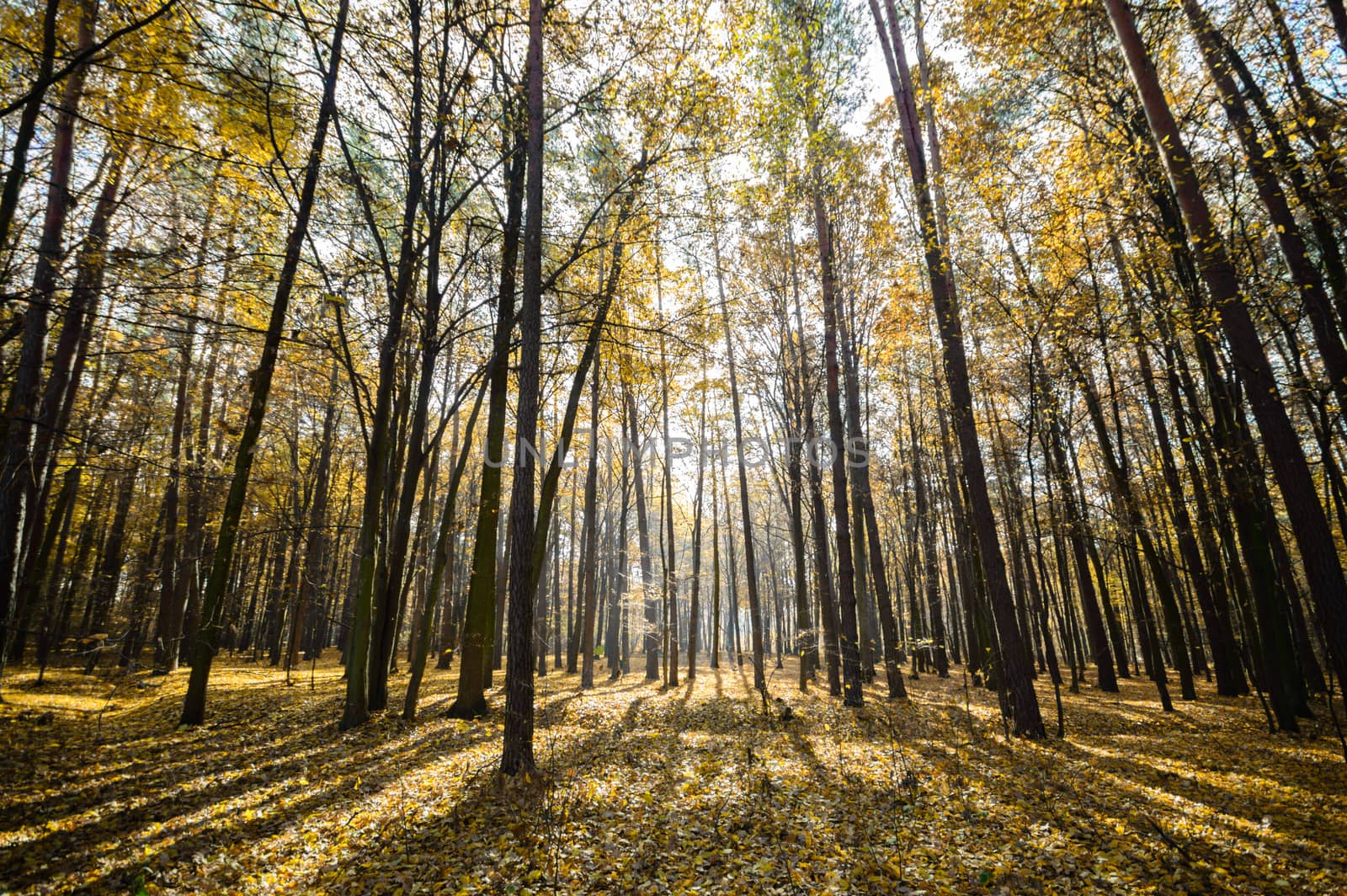 sunlight in the autumn forest, nature series