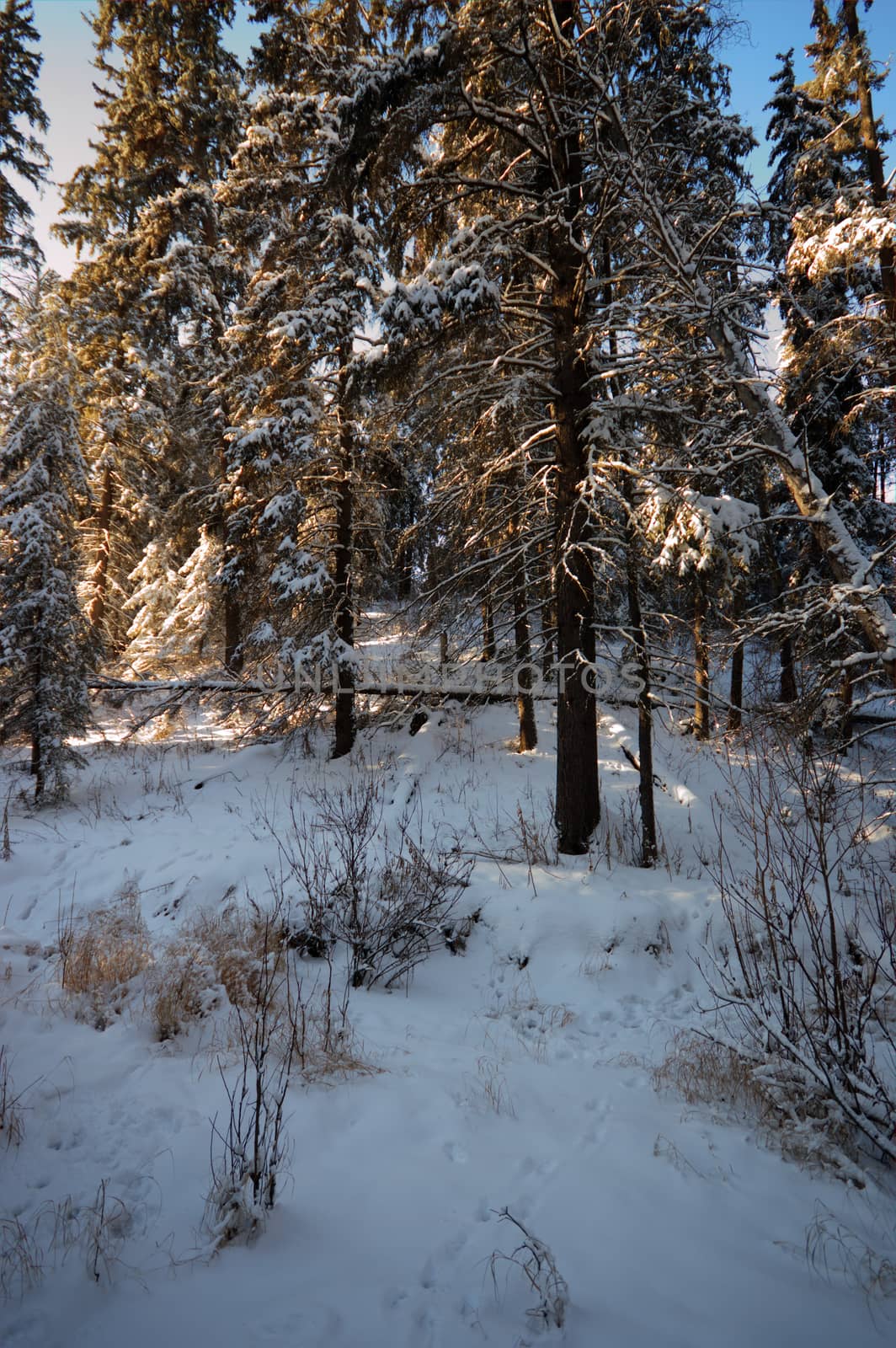 trees covered with snow in winter forest, nature series