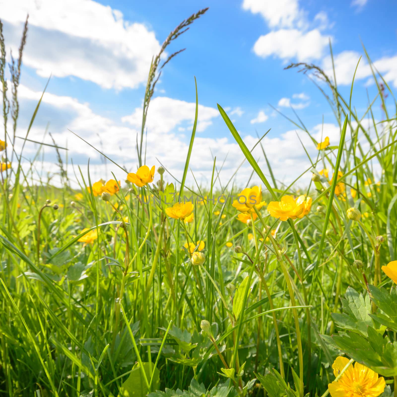 natural green colorful rural meadow, nature series