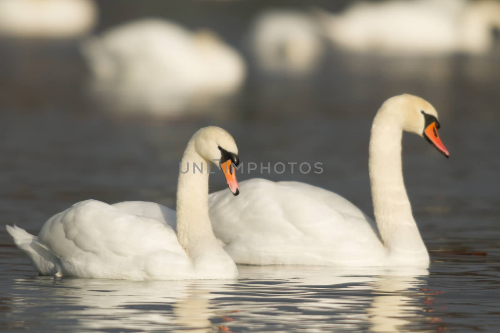 swan on blue lake water in sunny day, swans on pond, nature series