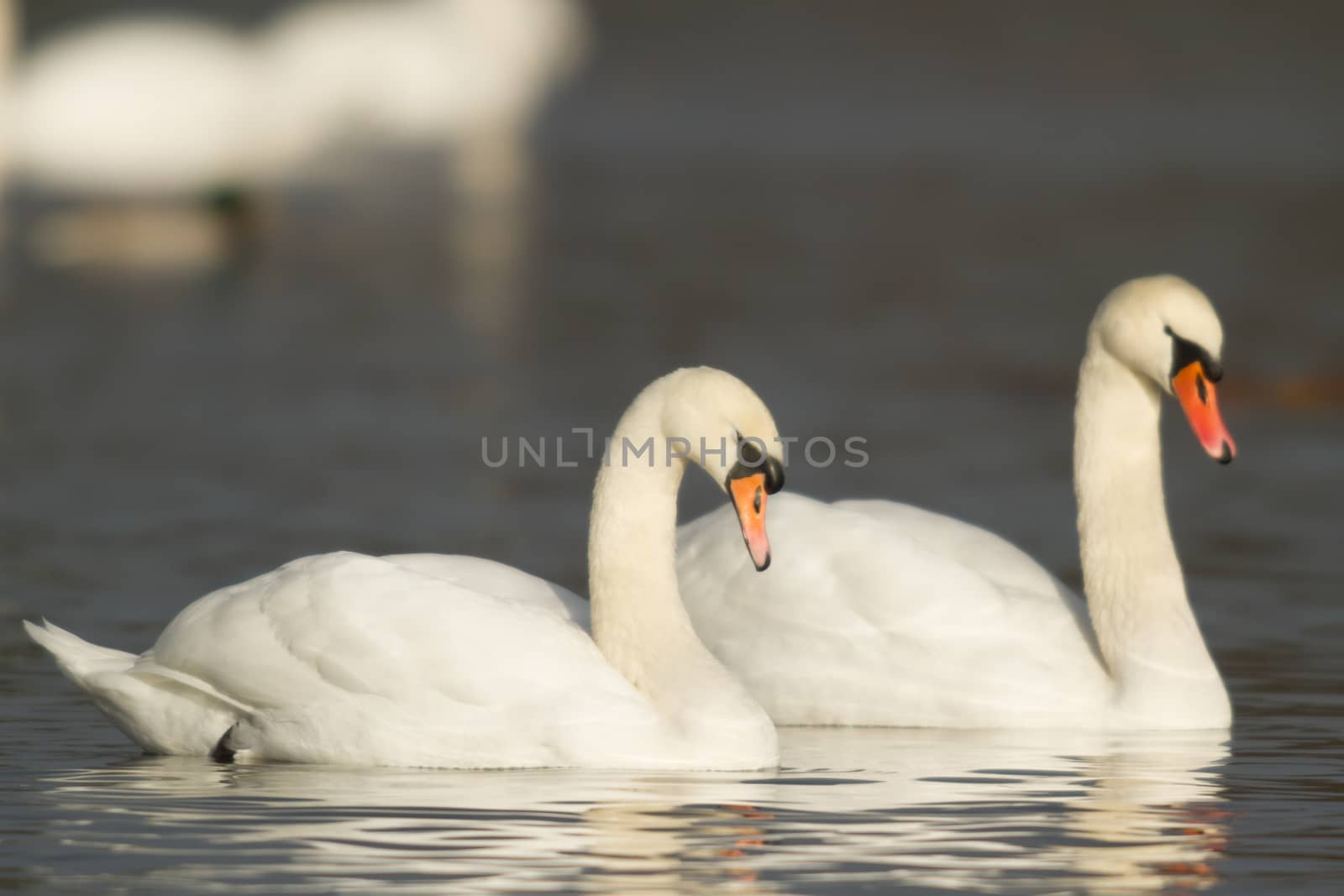 swan on blue lake water in sunny day, swans on pond, nature series