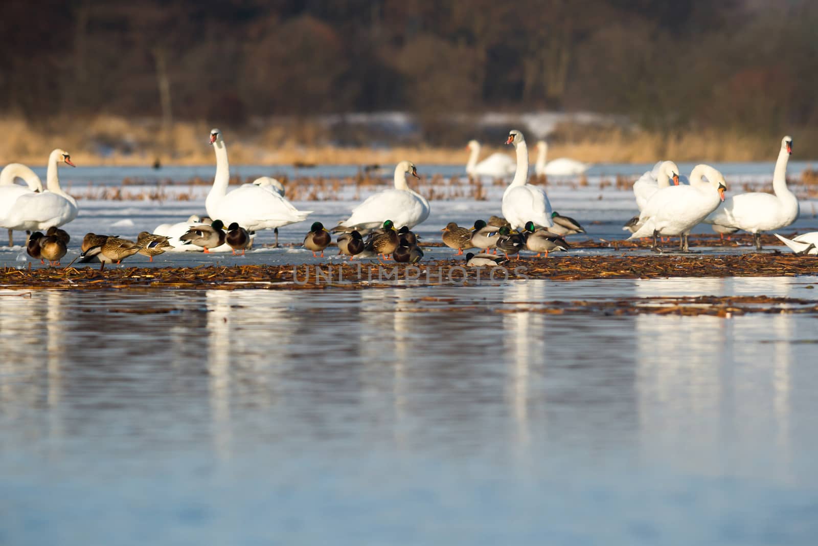 swan on blue lake water in sunny day, swans on pond, nature series