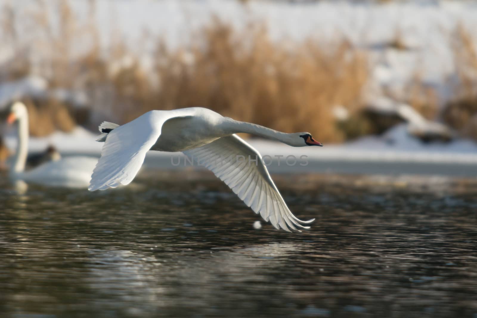 swan on blue lake water in sunny day, swans on pond, nature series