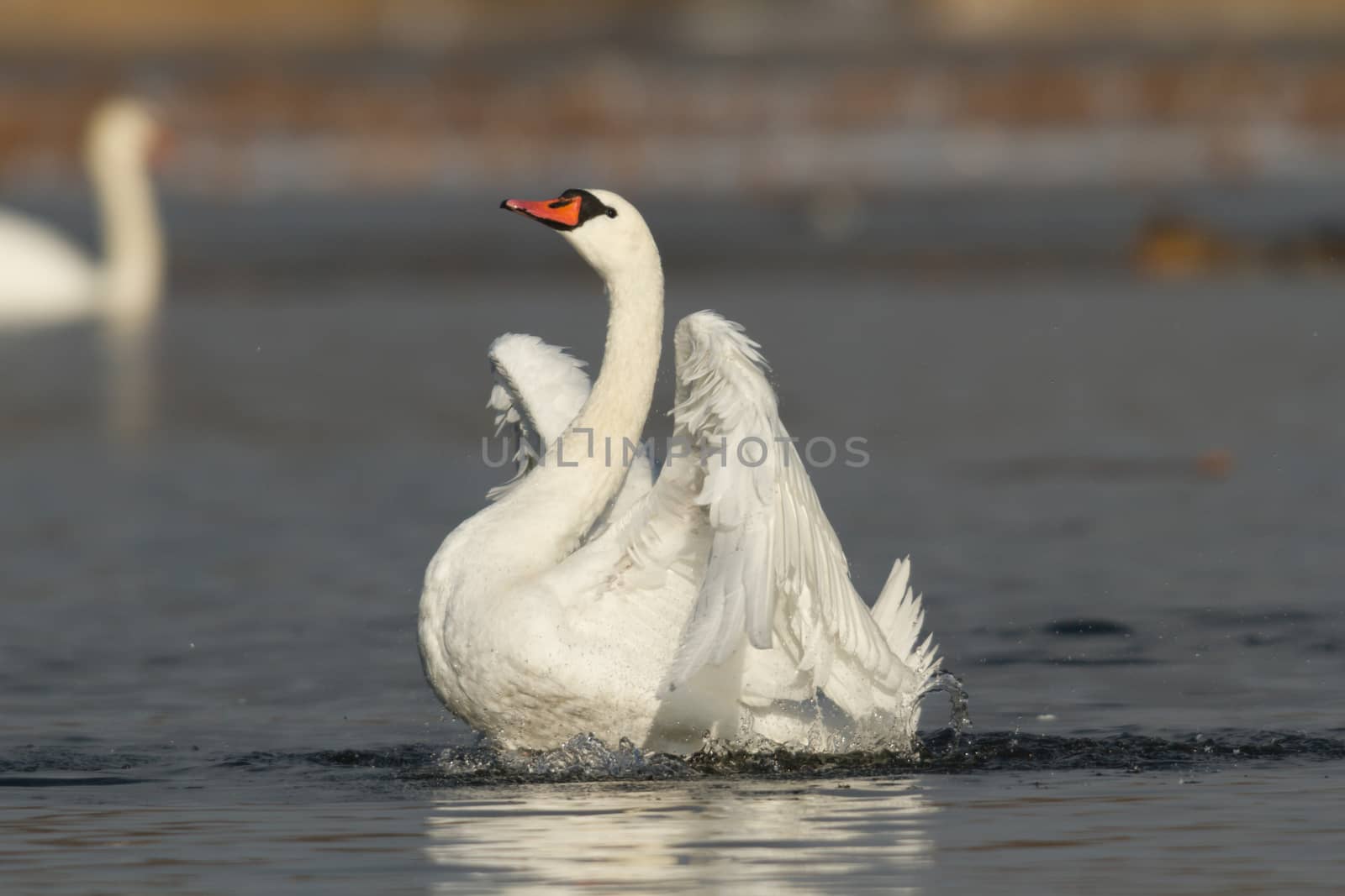 swan on blue lake water in sunny day, swans on pond, nature series