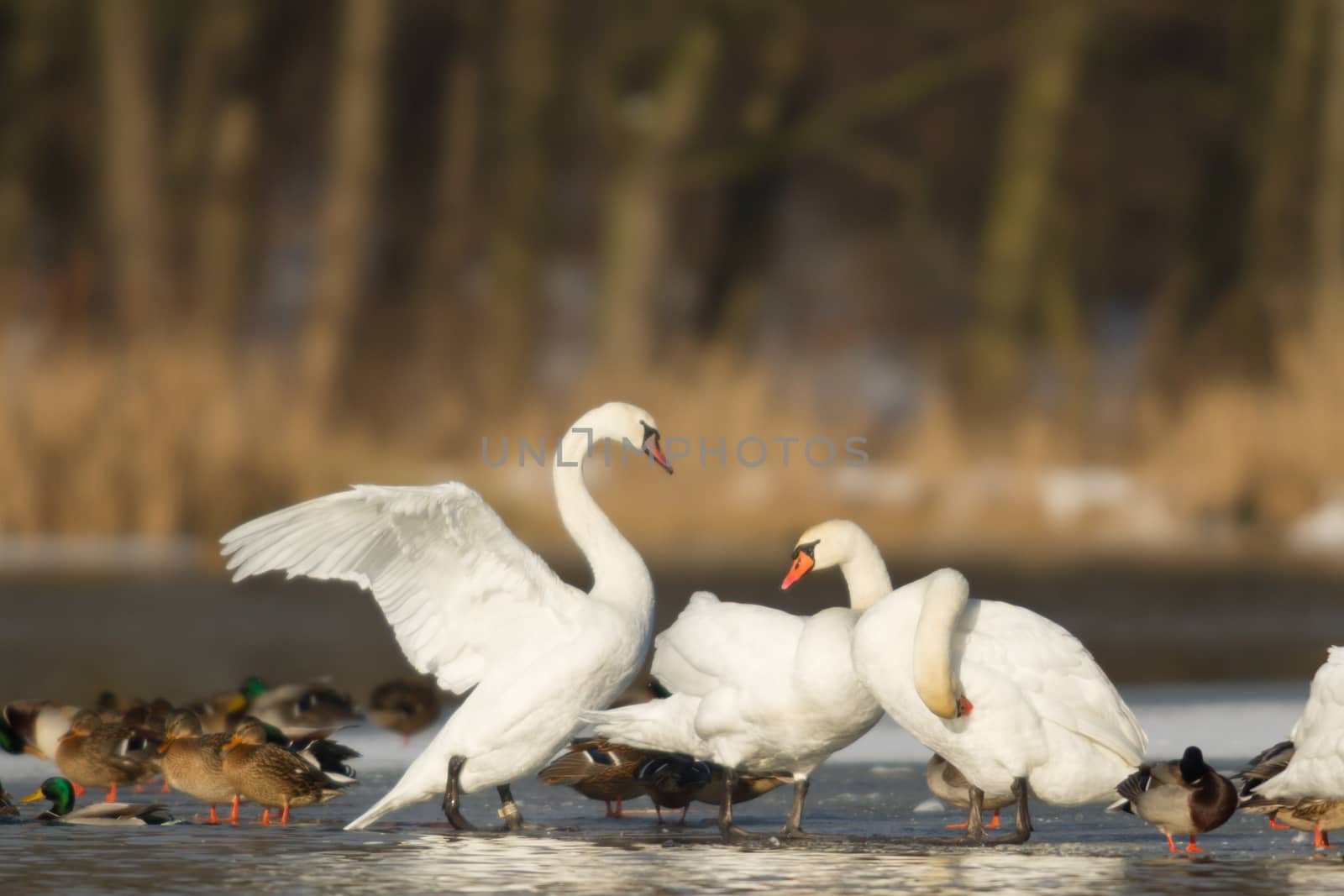 swan on blue lake water in sunny day, swans on pond, nature series