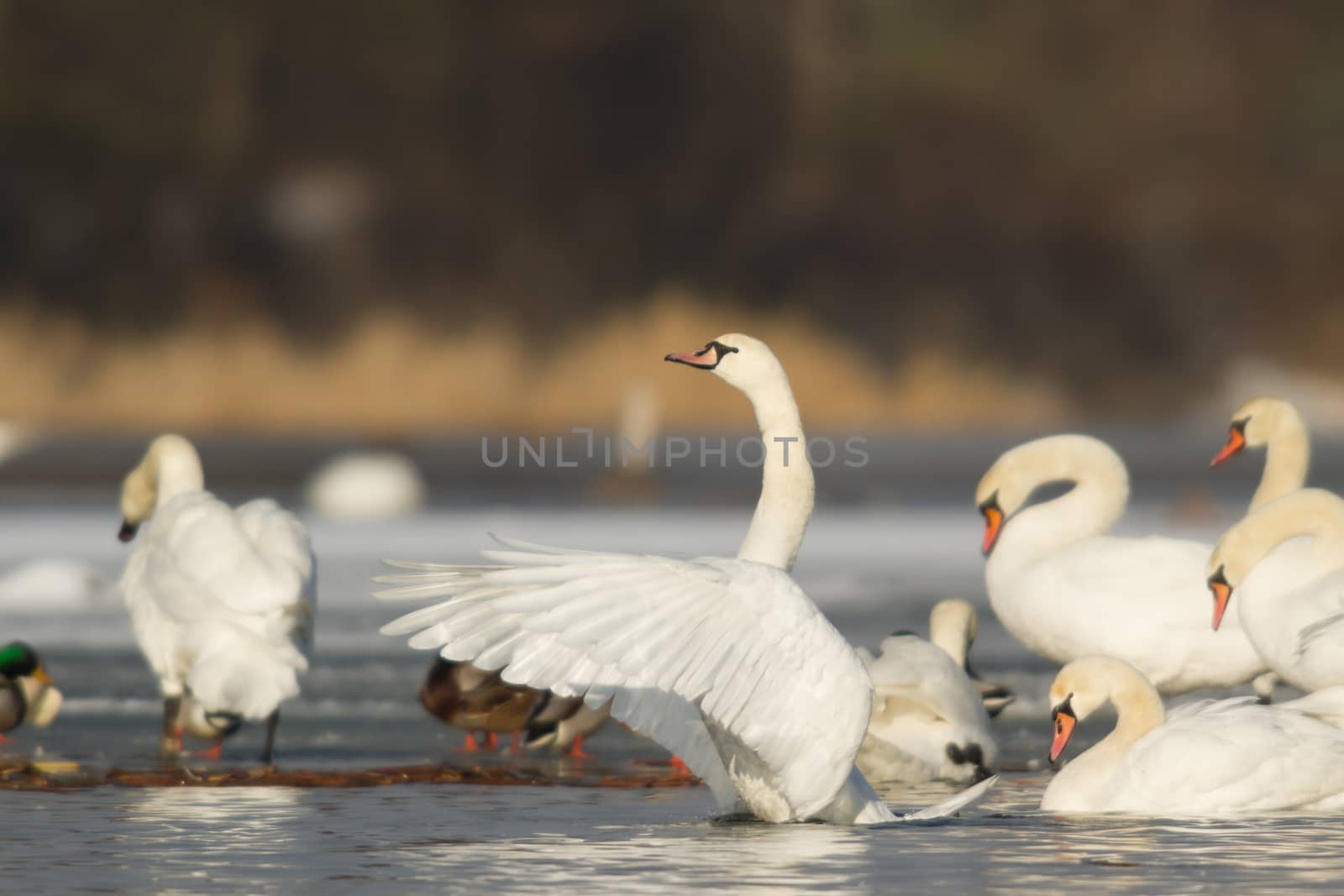 swan on blue lake water in sunny day, swans on pond, nature series