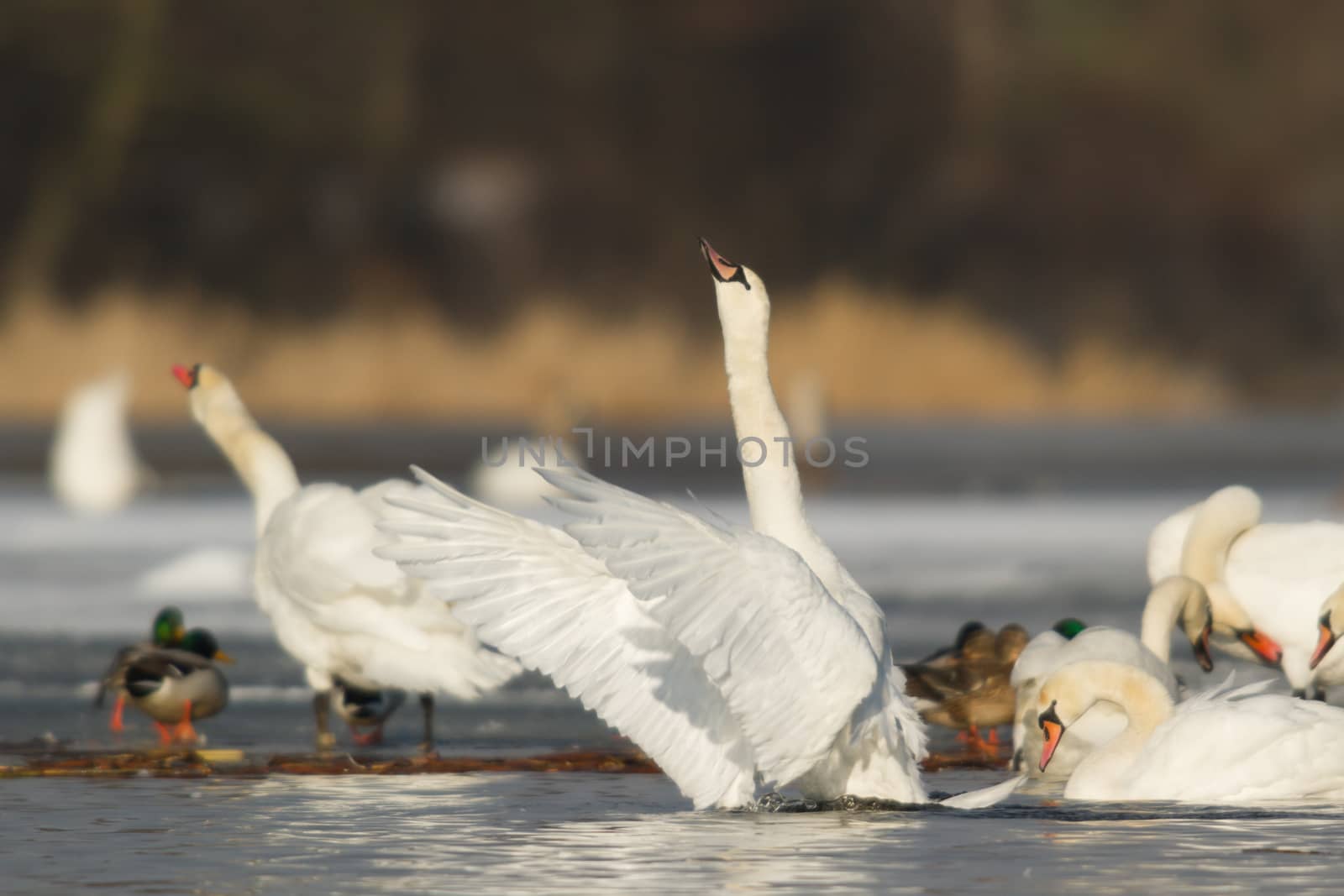 swan on blue lake water in sunny day, swans on pond, nature series