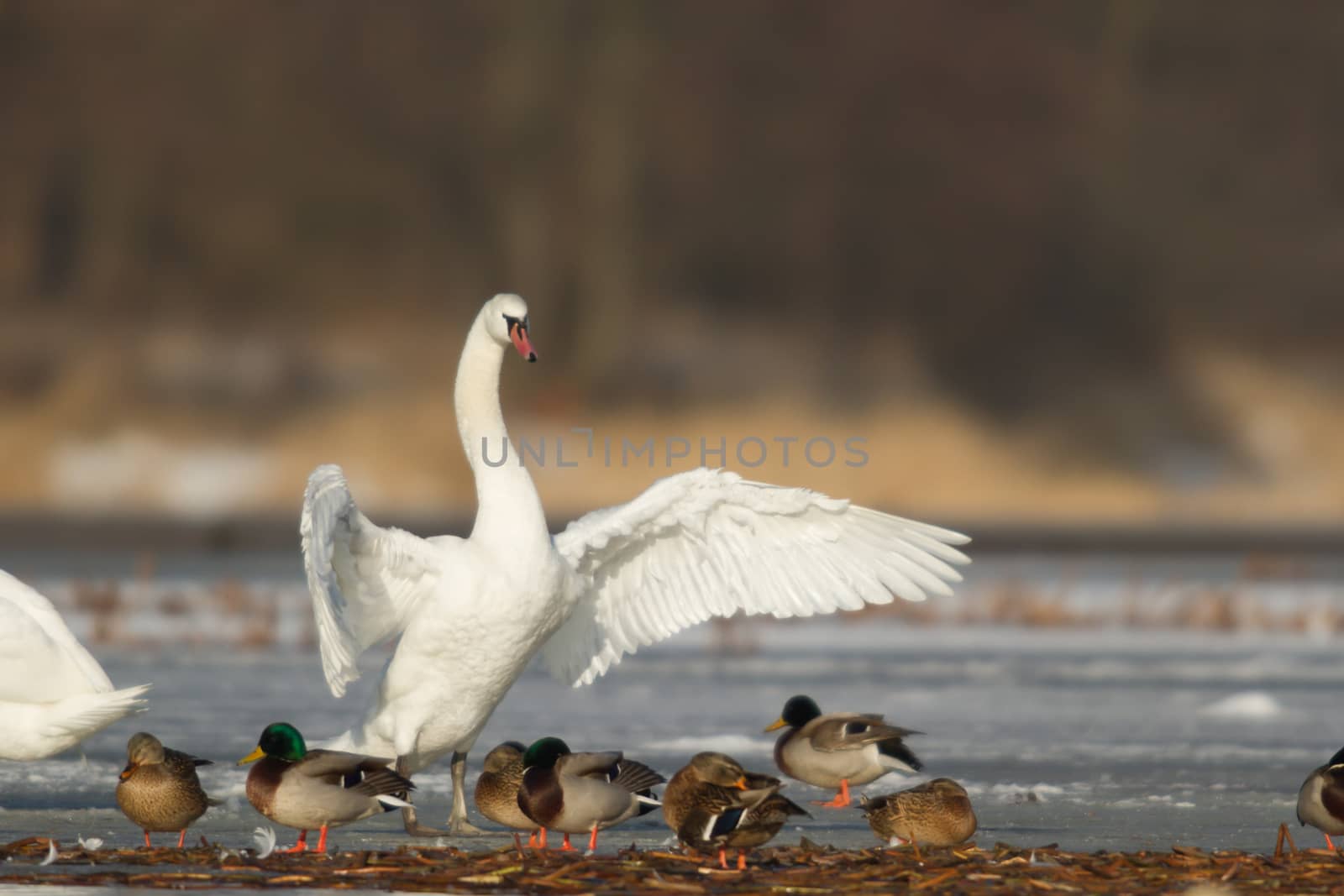 swan on blue lake water in sunny day, swans on pond, nature series