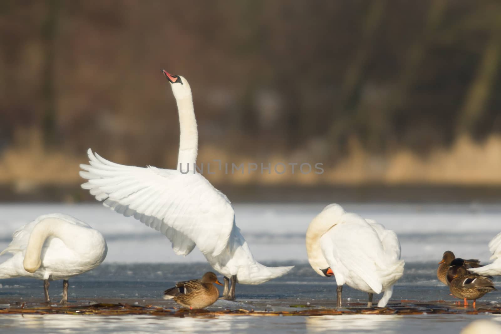 swan on blue lake water in sunny day, swans on pond, nature series