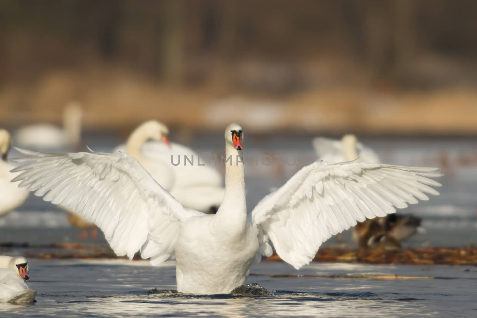 swan on blue lake water in sunny day, swans on pond, nature series