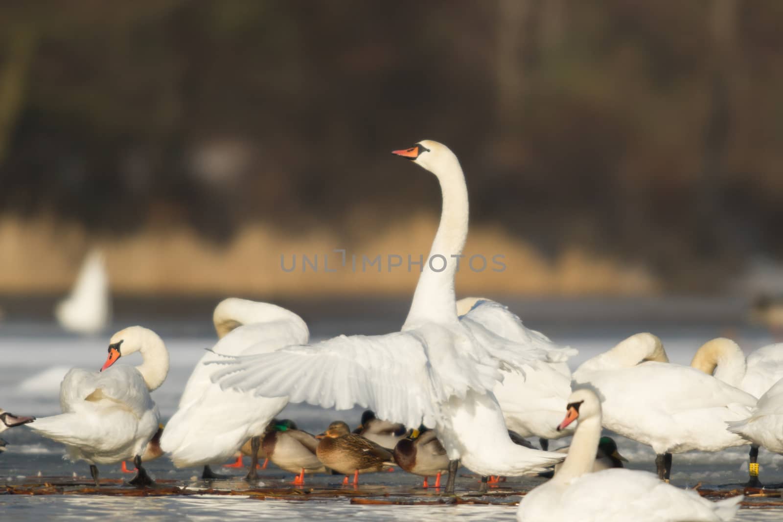 swan on blue lake water in sunny day, swans on pond, nature series