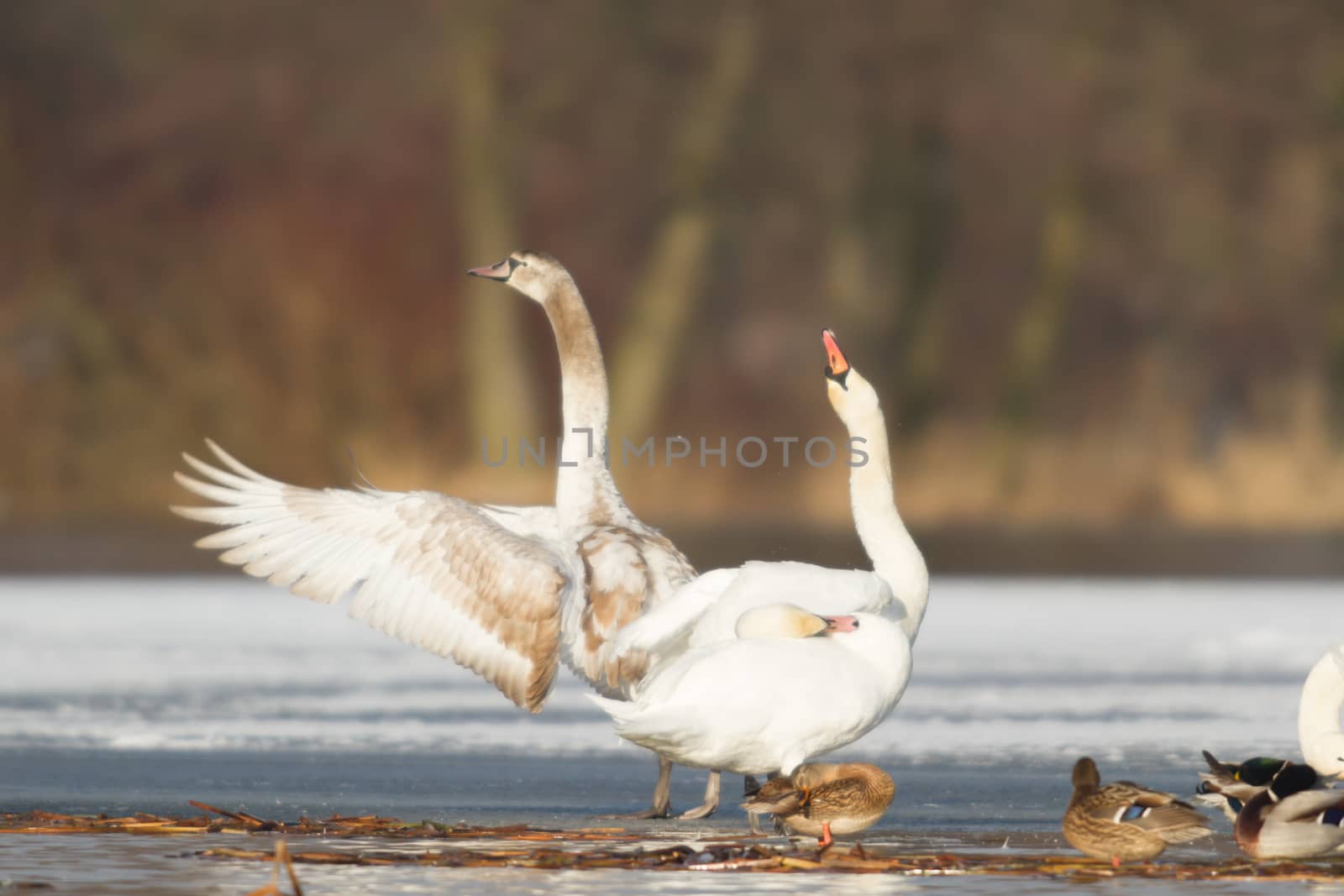 swan on blue lake water in sunny day, swans on pond, nature series