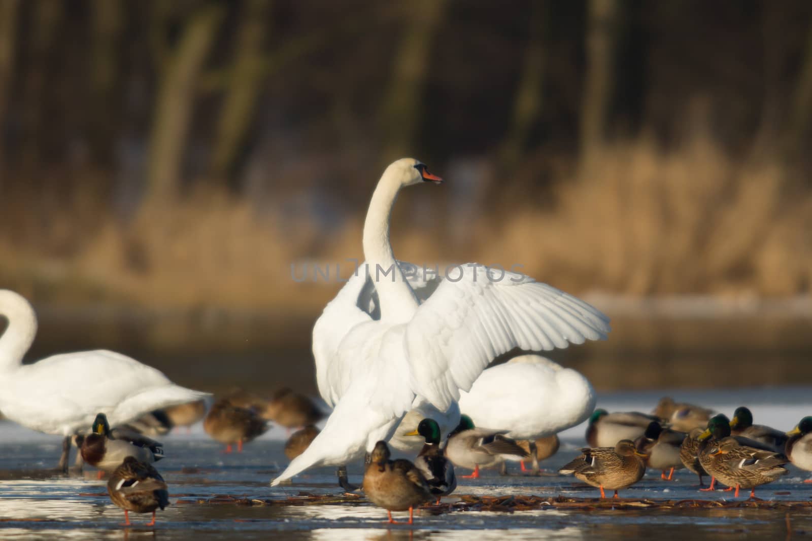 swan on blue lake water in sunny day, swans on pond, nature series