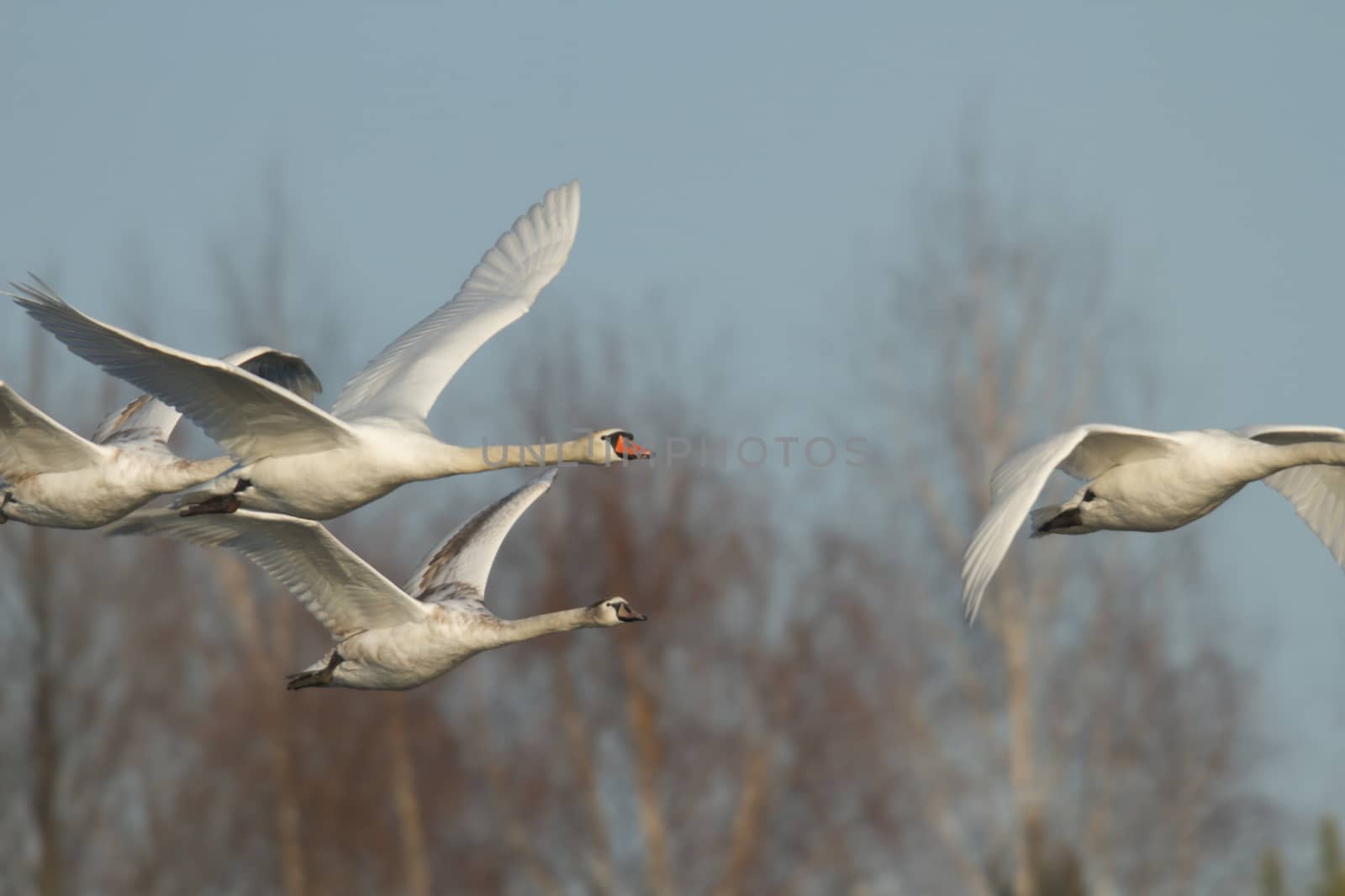 swan on blue lake water in sunny day, swans on pond, nature series