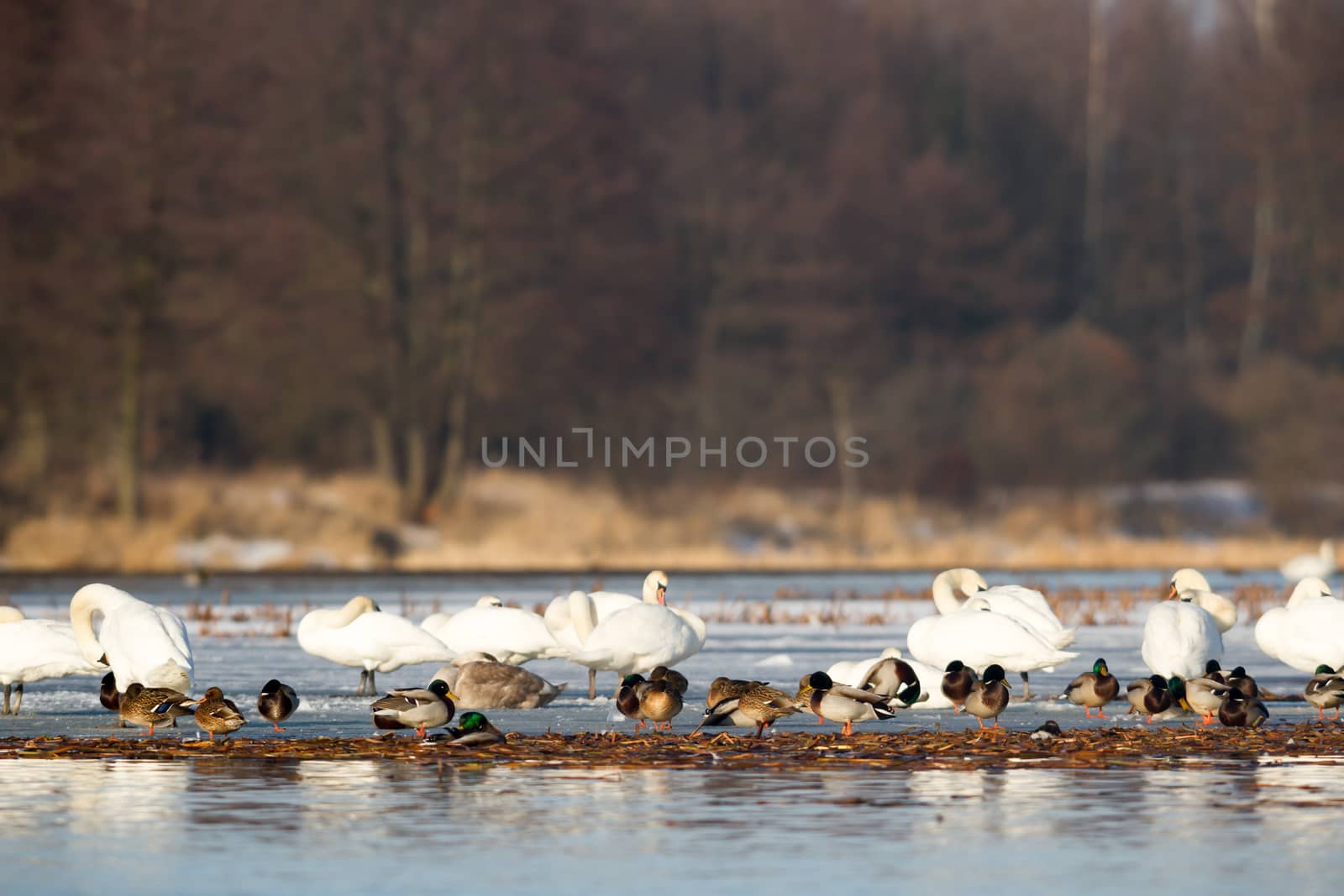 swan on blue lake water in sunny day, swans on pond, nature series