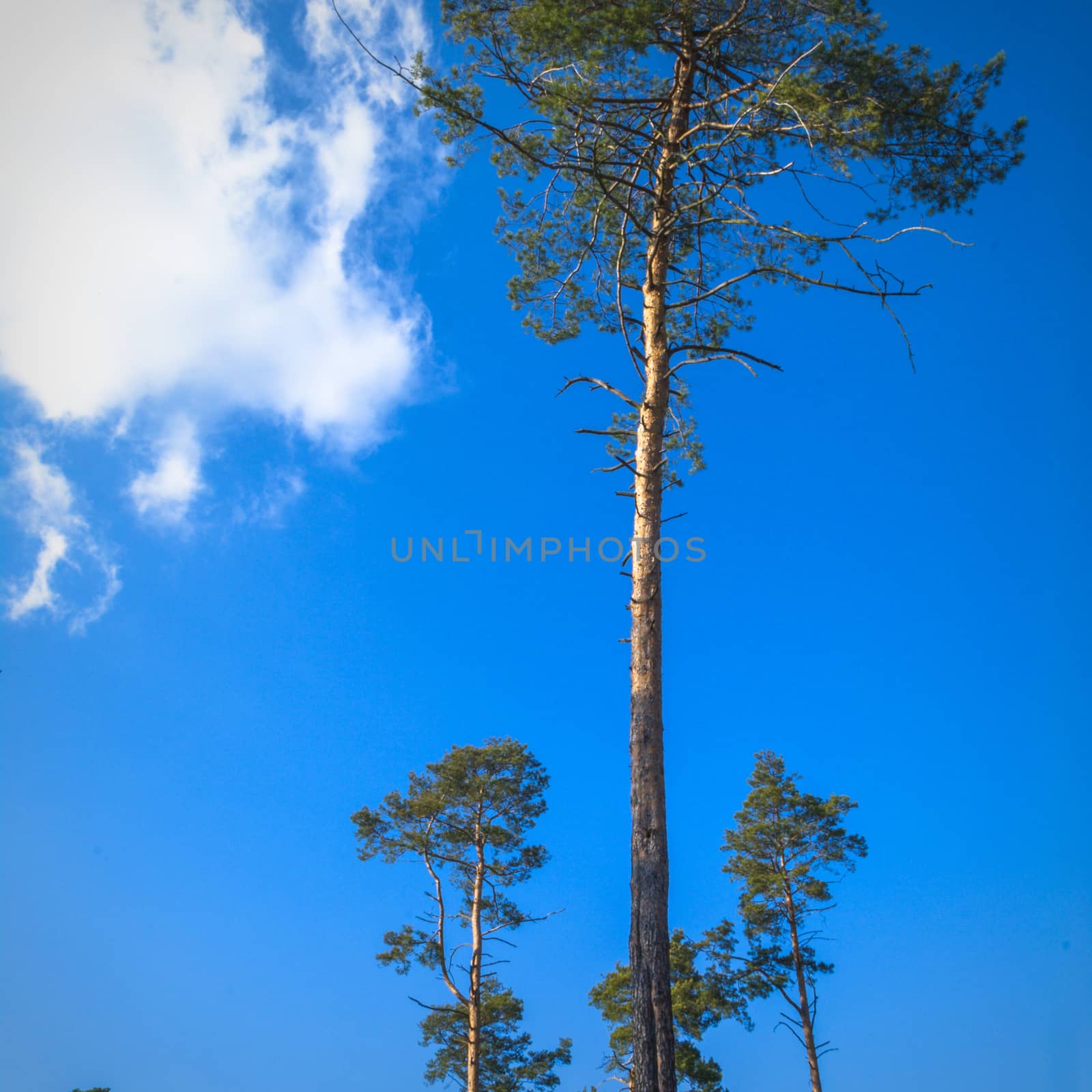 old big tree on color background with blue sky, nature series