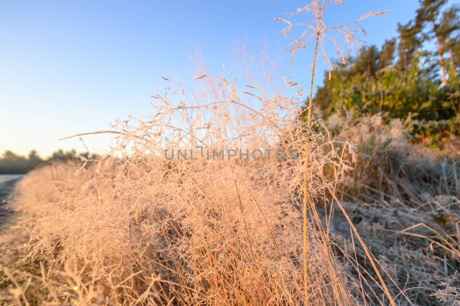 plants for natural background, nature series