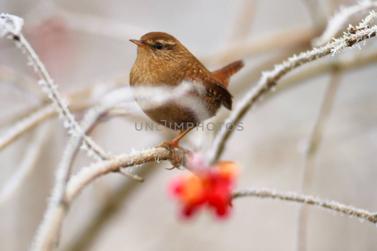 wild bird in natural habitat, nature series