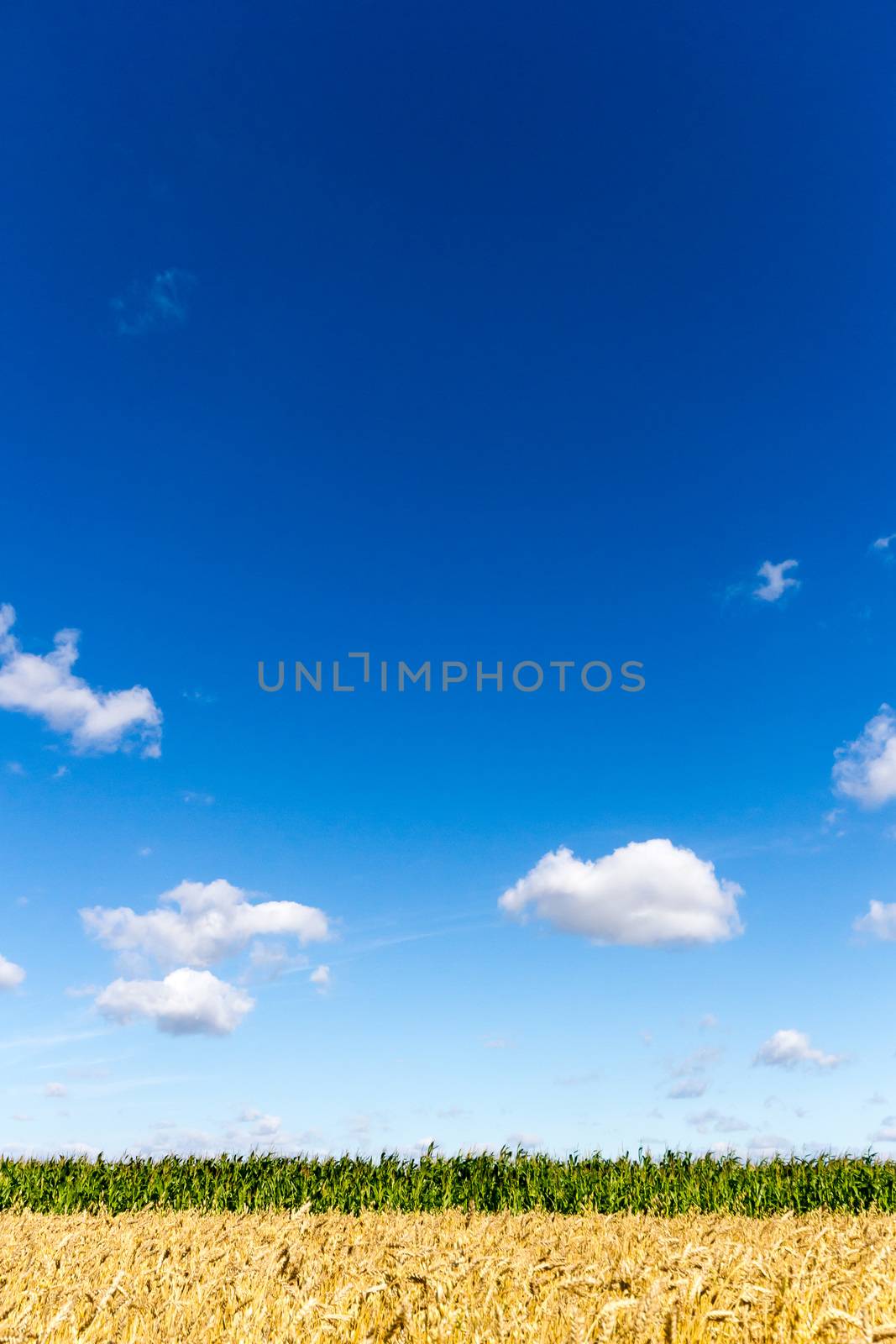 agricultural field, nature and agriculture farming series