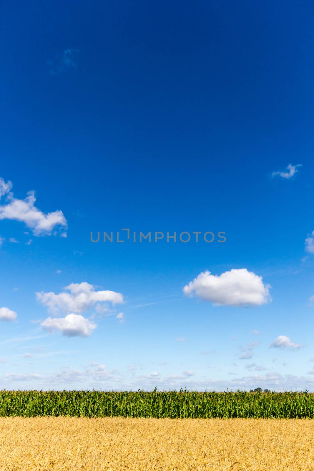 agricultural field, nature and agriculture farming series