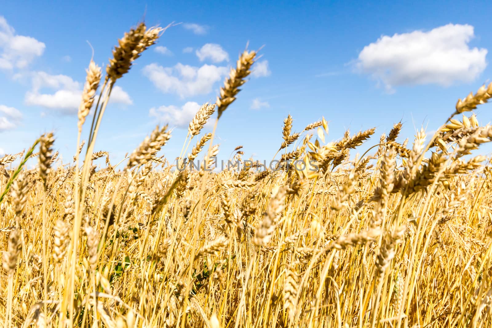 agricultural field, nature and agriculture farming series
