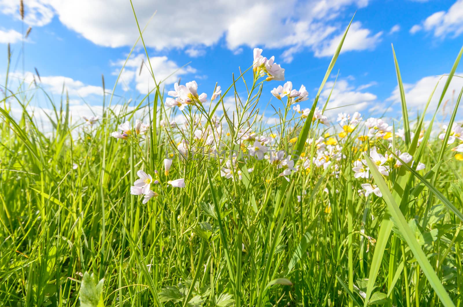 flowers as a colorful background, nature series