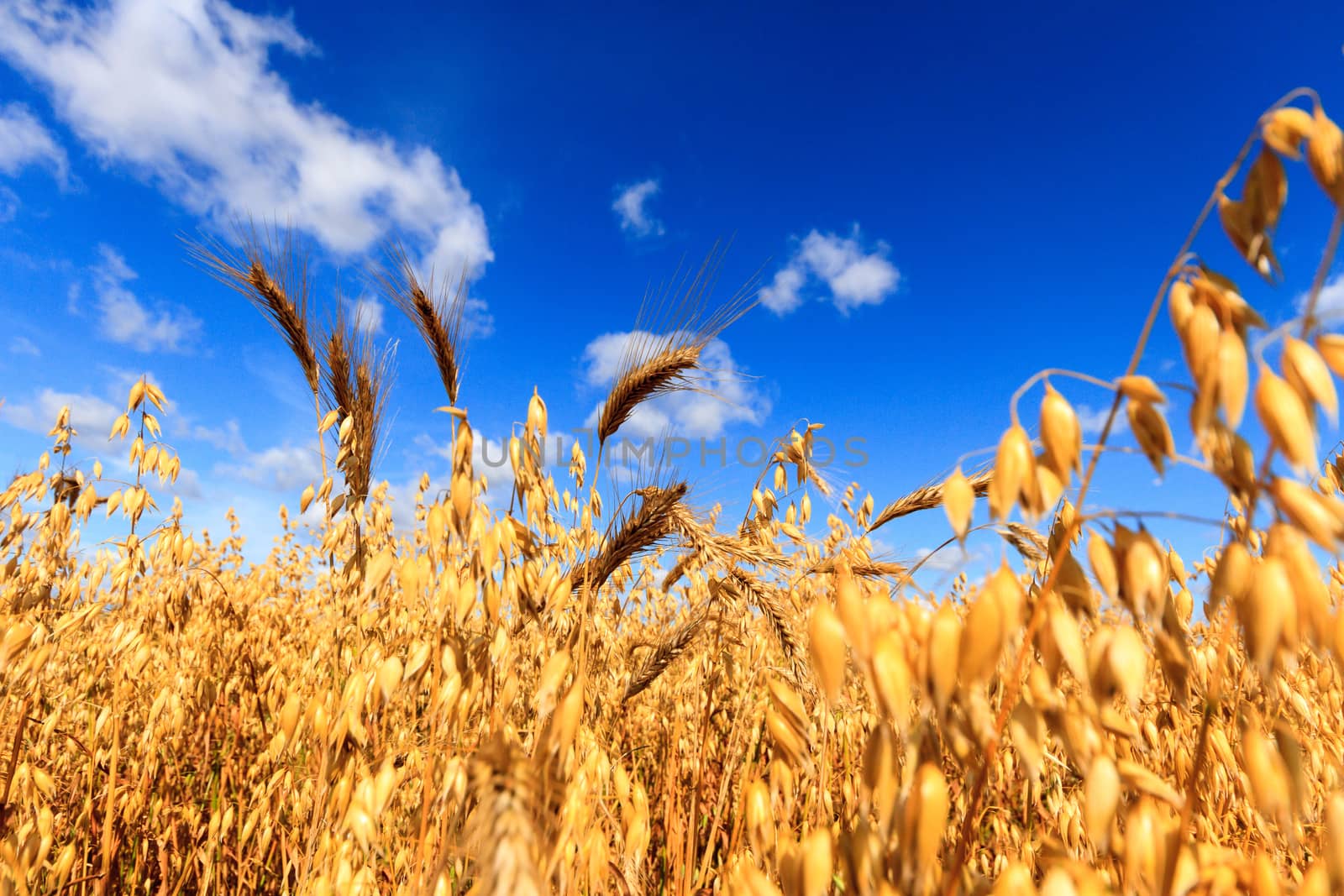 agricultural field, nature and agriculture farming series