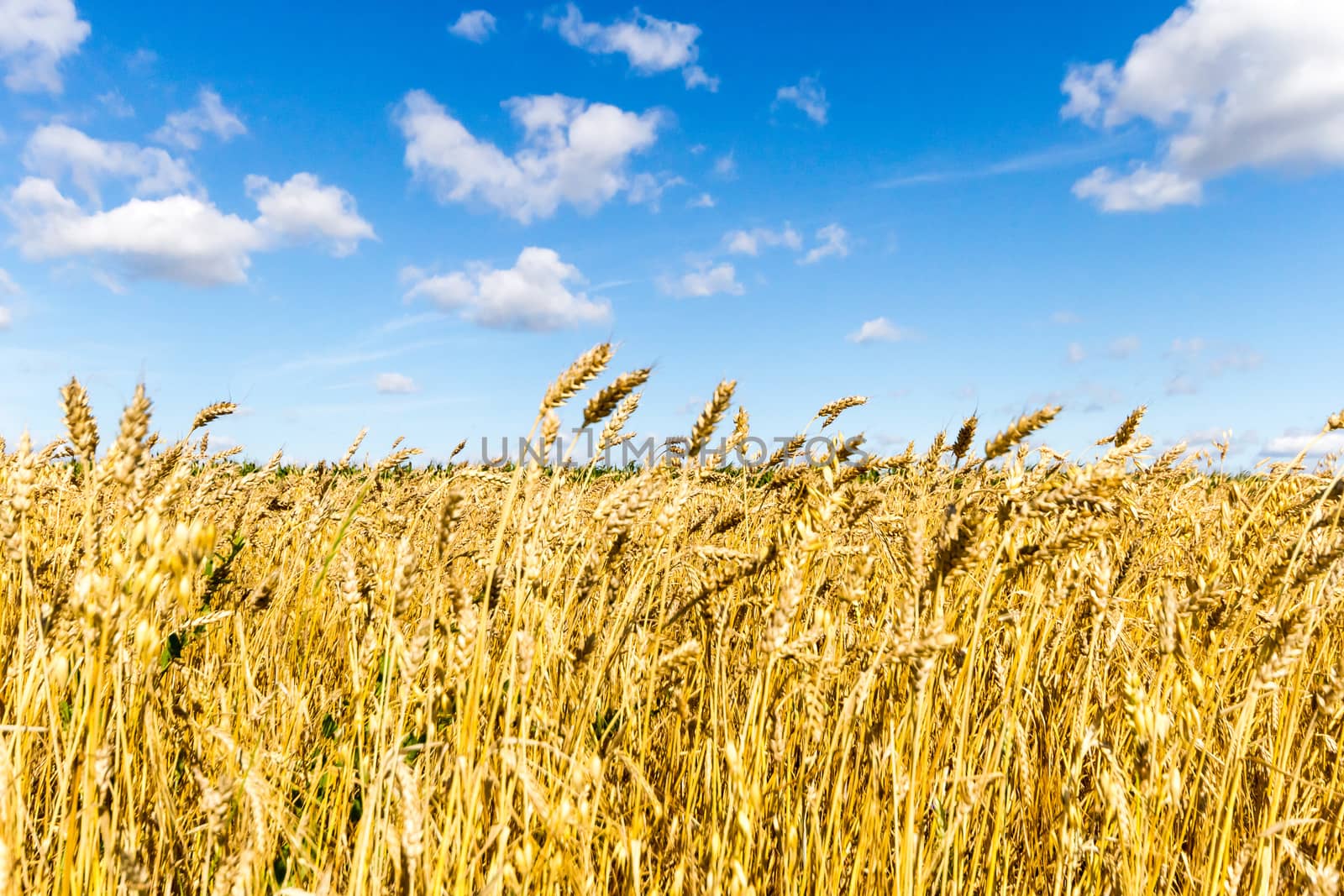 agricultural field, nature and agriculture farming series
