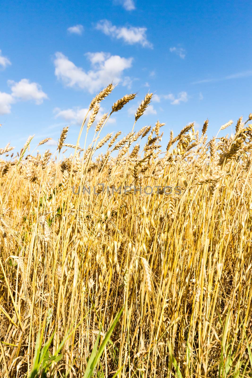 agricultural field, nature and agriculture farming series