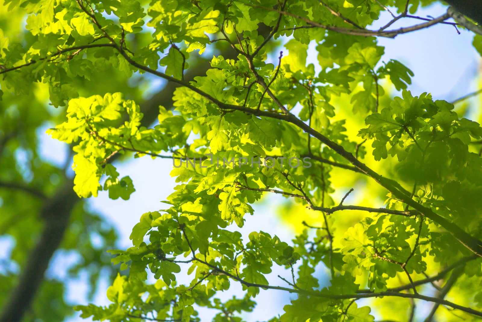 natural background with colored leaves, nature series