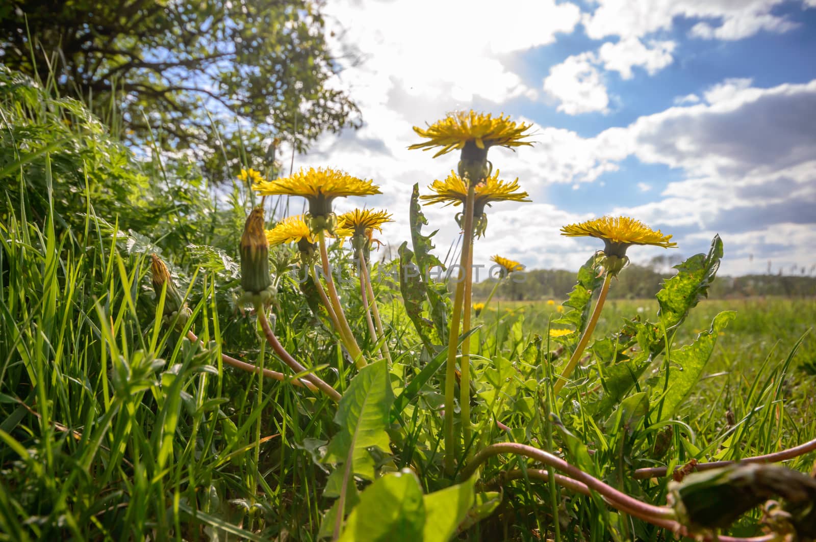 natural green colorful rural meadow, nature series