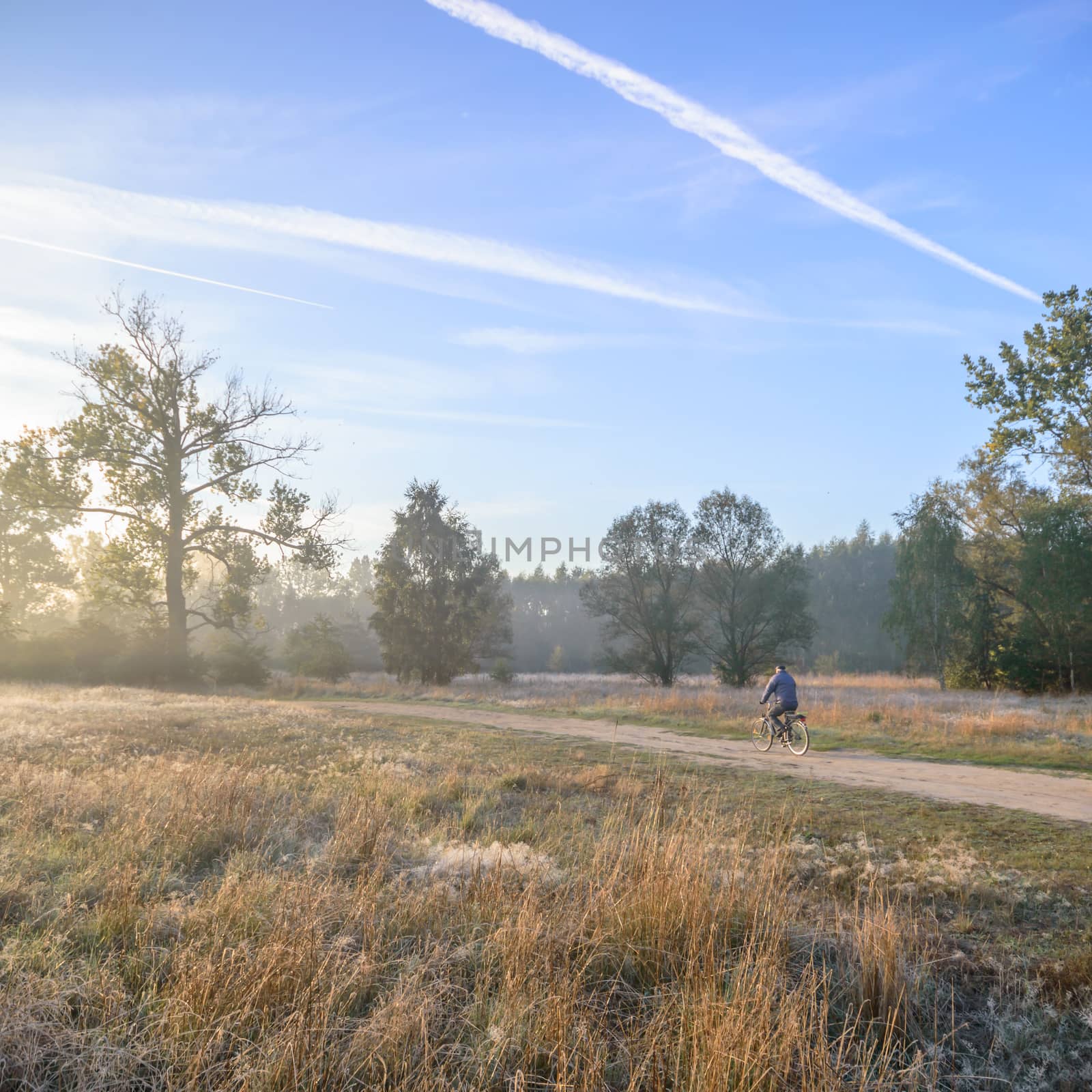 morning fog over a meadow, nature series