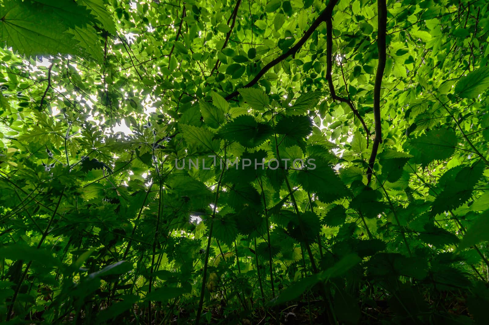 plants for natural background, nature series