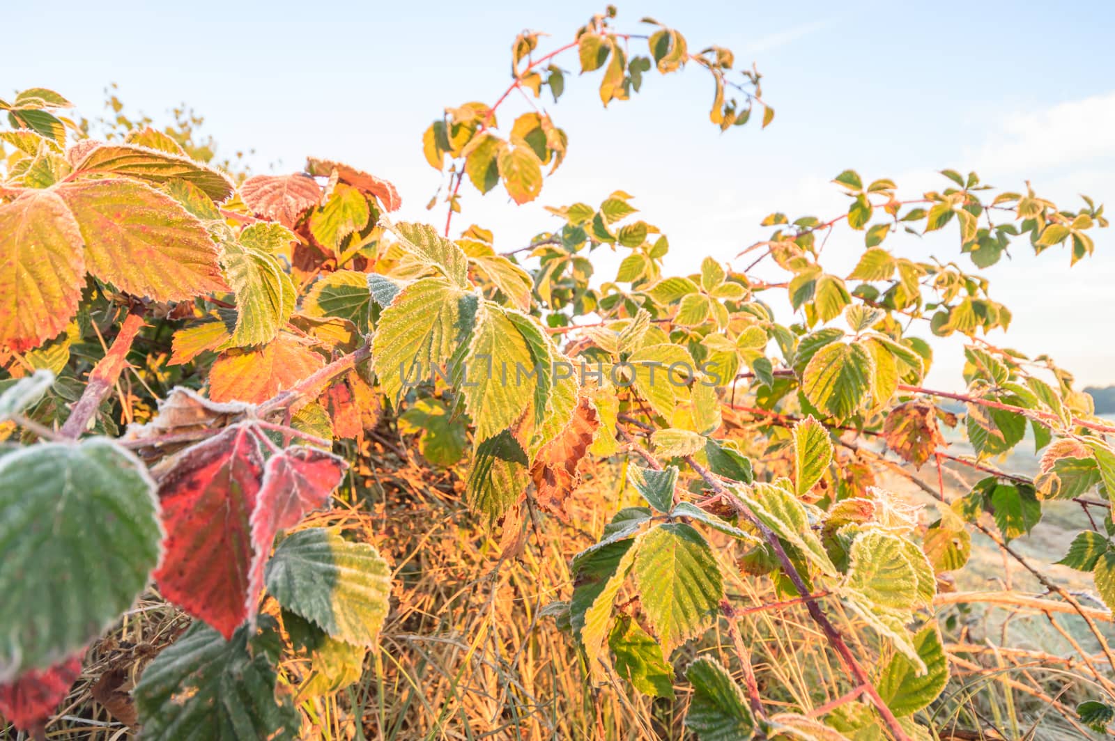 frozen wild plants for natural background, nature series