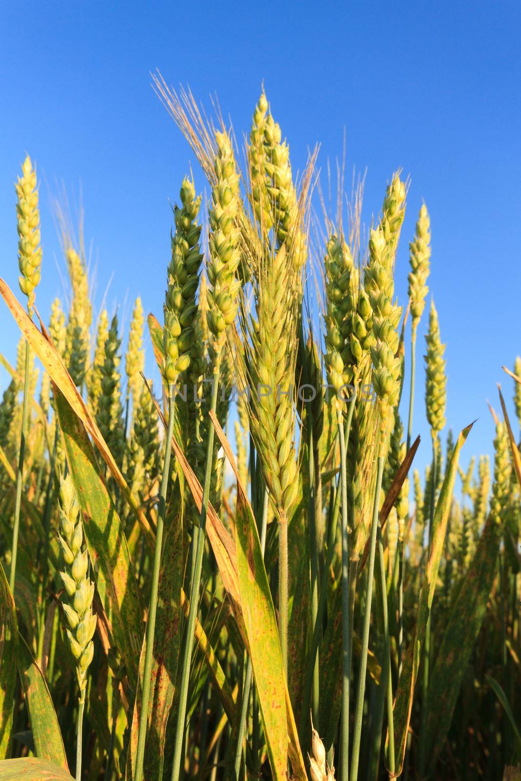 agricultural field, nature and agriculture farming series