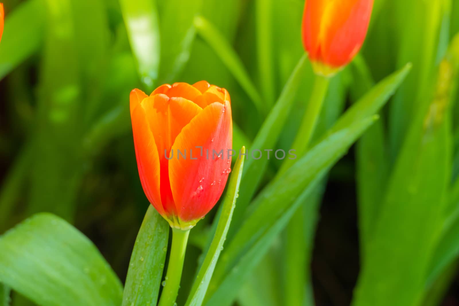 Tulip. Beautiful bouquet of tulips. colorful tulips. tulips in spring,colourful tulip