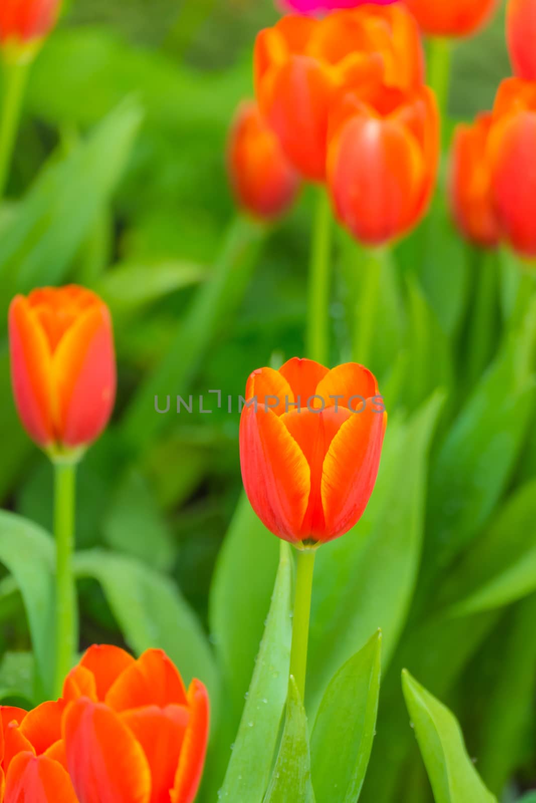 Tulip. Beautiful bouquet of tulips. colorful tulips. by teerawit