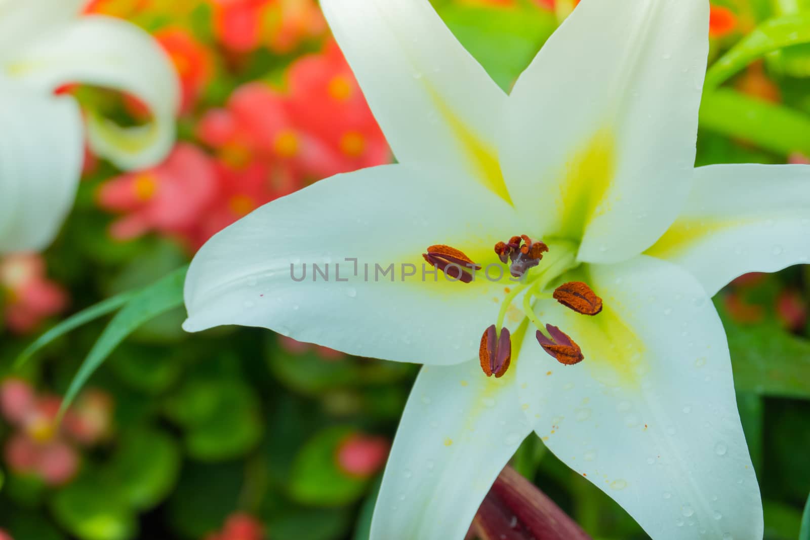 The background image of the colorful flowers, background nature